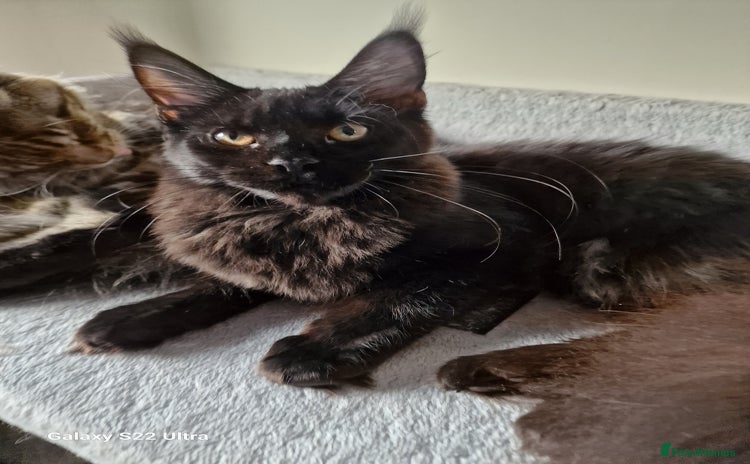 Maine Coon cats - Advert 12