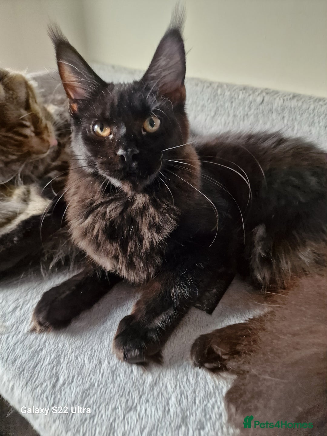 Maine Coon cats for sale: Studing solid black females🎀🐈‍⬛ - Image 1