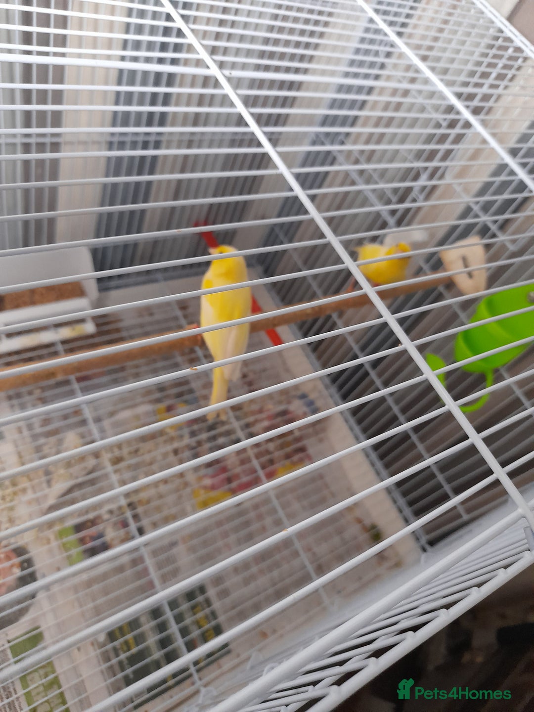 Canaries birds for sale: SE171DE  - Advert 6