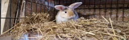 Mini Lop rabbits for sale: Gorgeous, friendly, ginger mini lop boys ready now - Advert 21