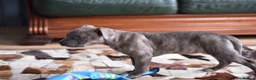 American Bull Staffy dogs for sale: American Staffordshire Terrier - Advert 22