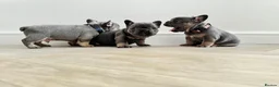 French Bulldog dogs for sale: ⭐️ 3 French bulldogs carrying L4 Fluffy 🧬 ⭐️ - Advert 6