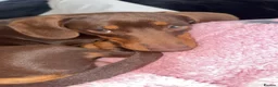 Miniature Dachshund dogs for sale: Crumble  - Advert 2