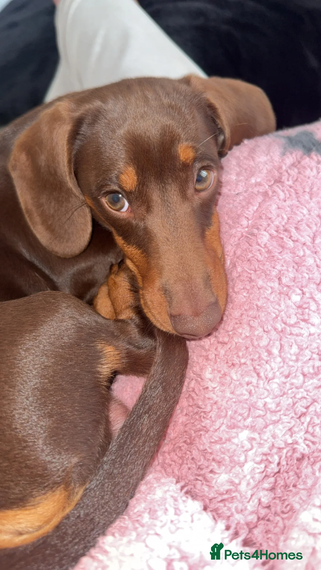 Miniature Dachshund dogs for sale: Crumble  - Advert 2