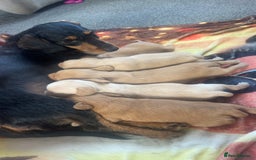 Mixed Breed dogs for sale: 4 beautiful playful pups - Image 10