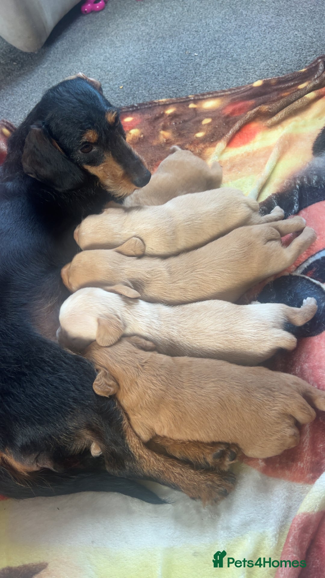 Mixed Breed dogs for sale: 4 beautiful playful pups - Image 10