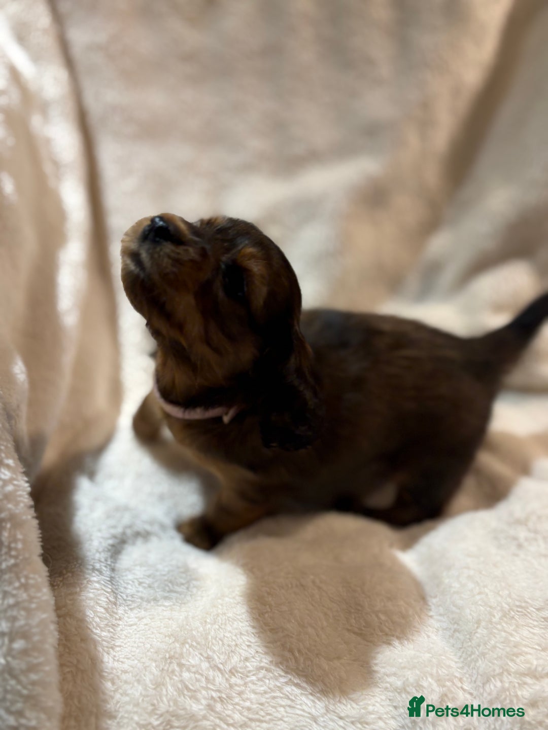 Miniature Dachshund dogs for sale: Beautiful Pedigree KC Reg Mini Longhair Dachshunds - Advert 20