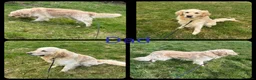 Golden Retriever dogs for sale: Golden Retriever Puppies  - Advert 7