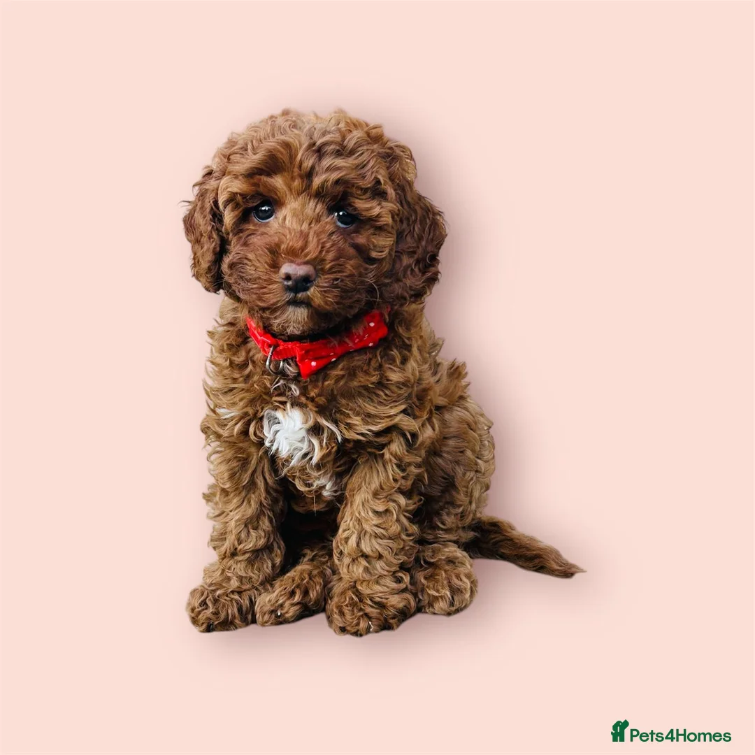 Cavapoo dogs for sale: Cavapoos Fb3. - Advert 25