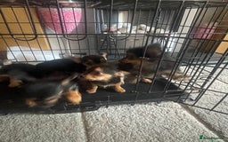 Chorkie dogs for sale: Chorkie Puppies For Sale - Image 16