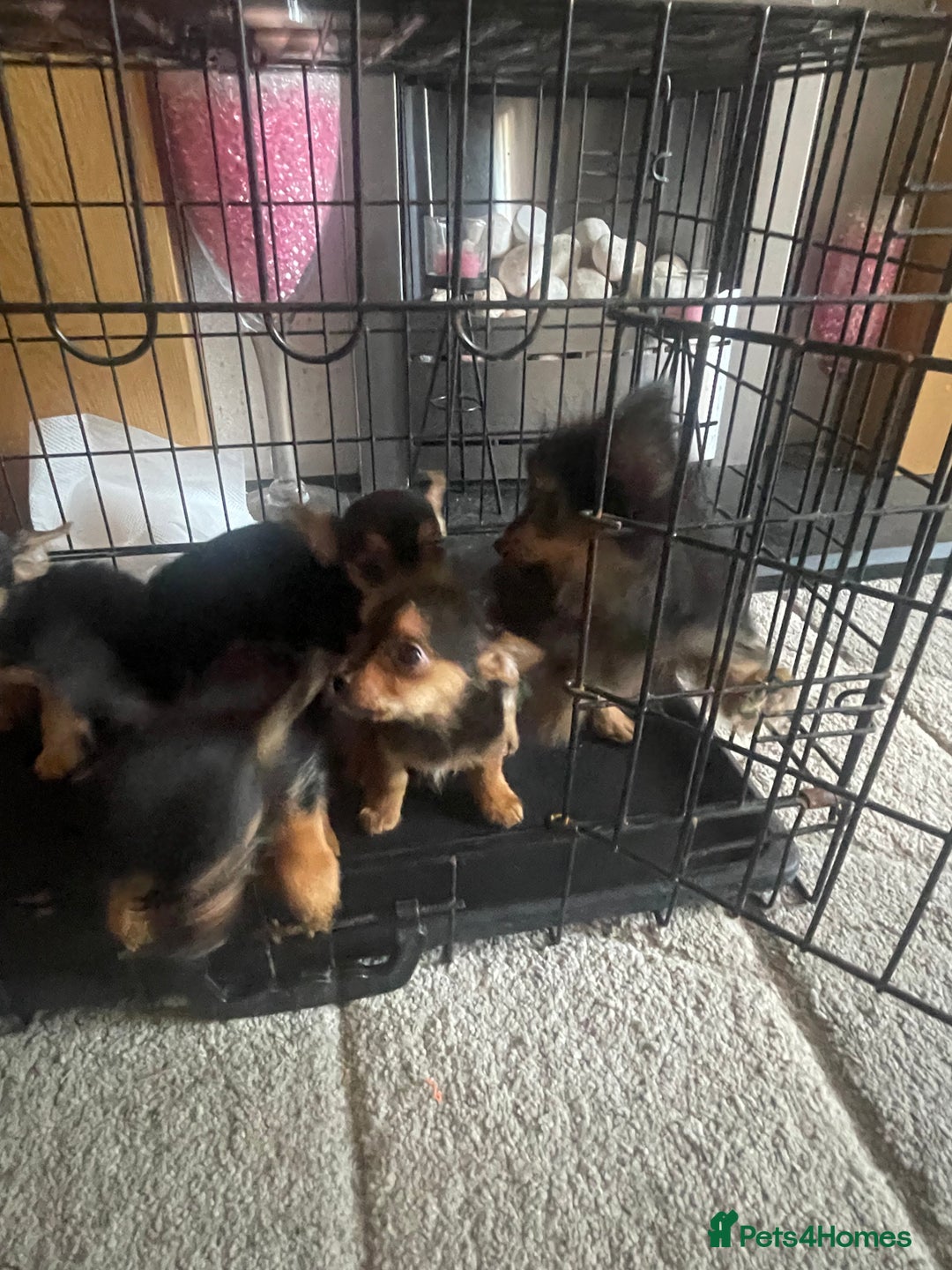 Chorkie dogs for sale: Chorkie Puppies For Sale - Image 16