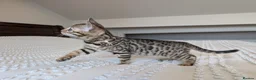 Bengal cats for sale: 🖤🩶🤍 BEAUTIFUL BENGAL KITTENS 🤍🩶🖤 - Advert 3