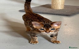 Bengal cats for sale: Brown rosetted male bengal kittens, TICA reg - Image 11