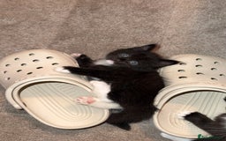 Mixed Breed cats for sale: Mixed breed kittens - Image 21