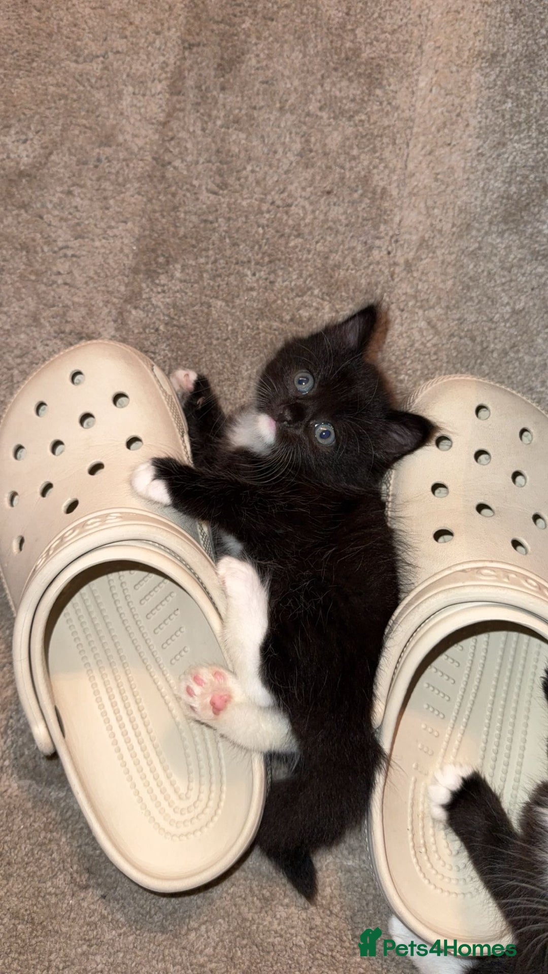 Mixed Breed cats for sale: Mixed breed kittens - Image 21