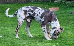 Great Dane dogs for stud: KC Reg - Proven, health tested stud  in Wisbech - Image 5