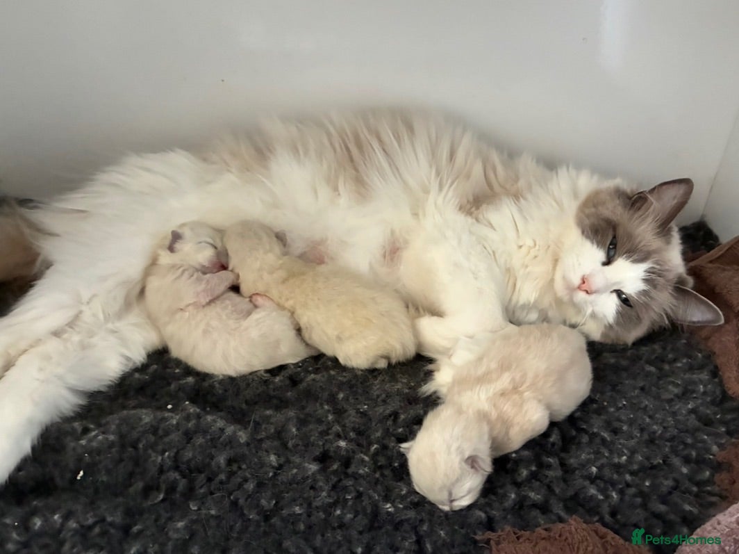 Ragdoll cats Amazing Ragdoall kittens - Advert 2