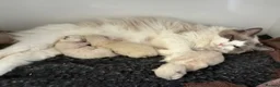 Ragdoll cats for sale: Amazing Ragdoall kittens - Advert 1