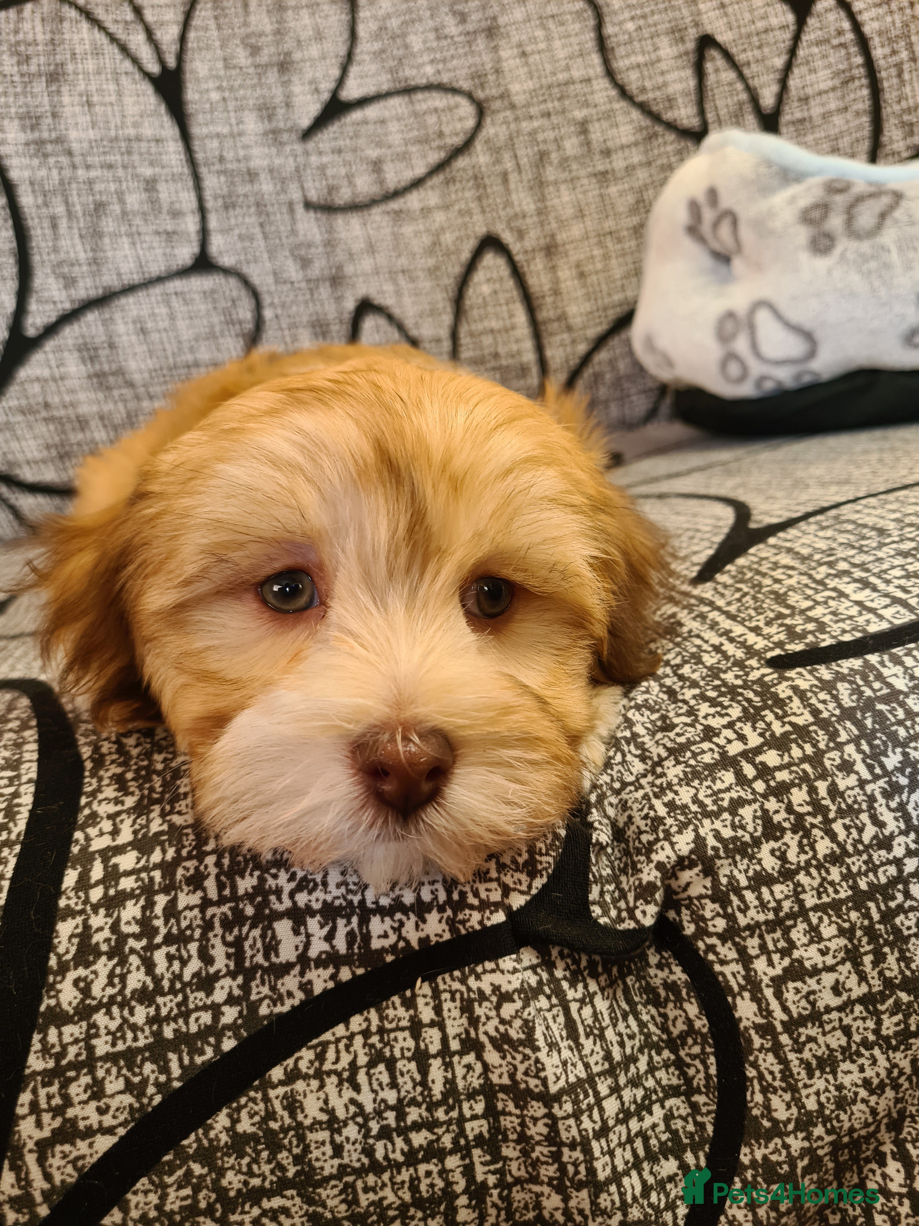 Havanese dogs Beautifully colored Havanese puppies - Advert 15