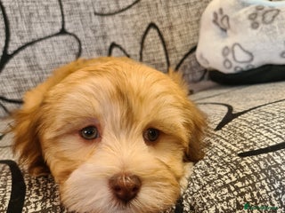 Havanese dogs Beautifully colored Havanese puppies - Advert 13