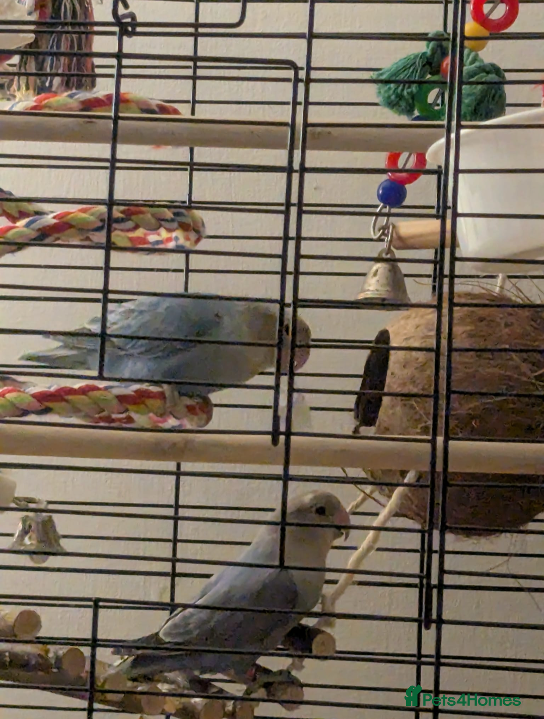 Lovebirds birds Breeding pair of lovebirds - Advert 1