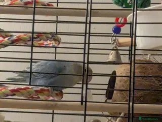 Lovebirds birds Breeding pair of lovebirds - Advert 1