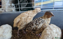 Quail poultry for sale: Mixed quail chicks looking for home  - Image 3