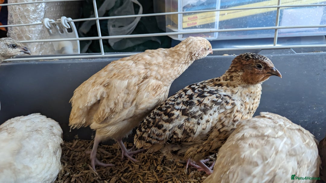 Quail poultry for sale: Mixed quail chicks looking for home  - Image 3