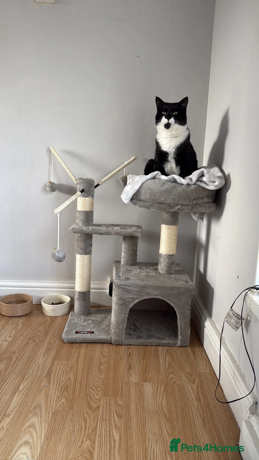 Mixed Breed cats for sale: Male cat  in Chester - Advert 2