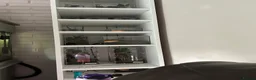 Tarantulas invertebrates for sale: Various new world Tarantulas + 2 old world - Advert 1