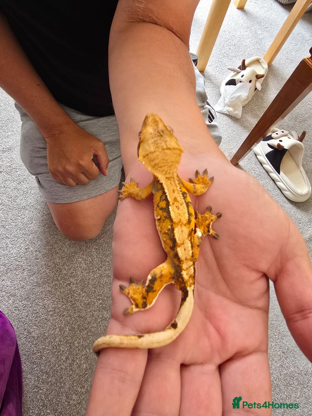 Gecko reptiles for sale: Male juvenile crested gecko  - Advert 6