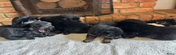 German Shepherd dogs for sale: Quality Litter of GSD Puppy’s @icepack - Advert 13