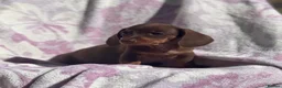 Miniature Dachshund dogs for sale: Miniature smooth coat dachshund puppies - Advert 27