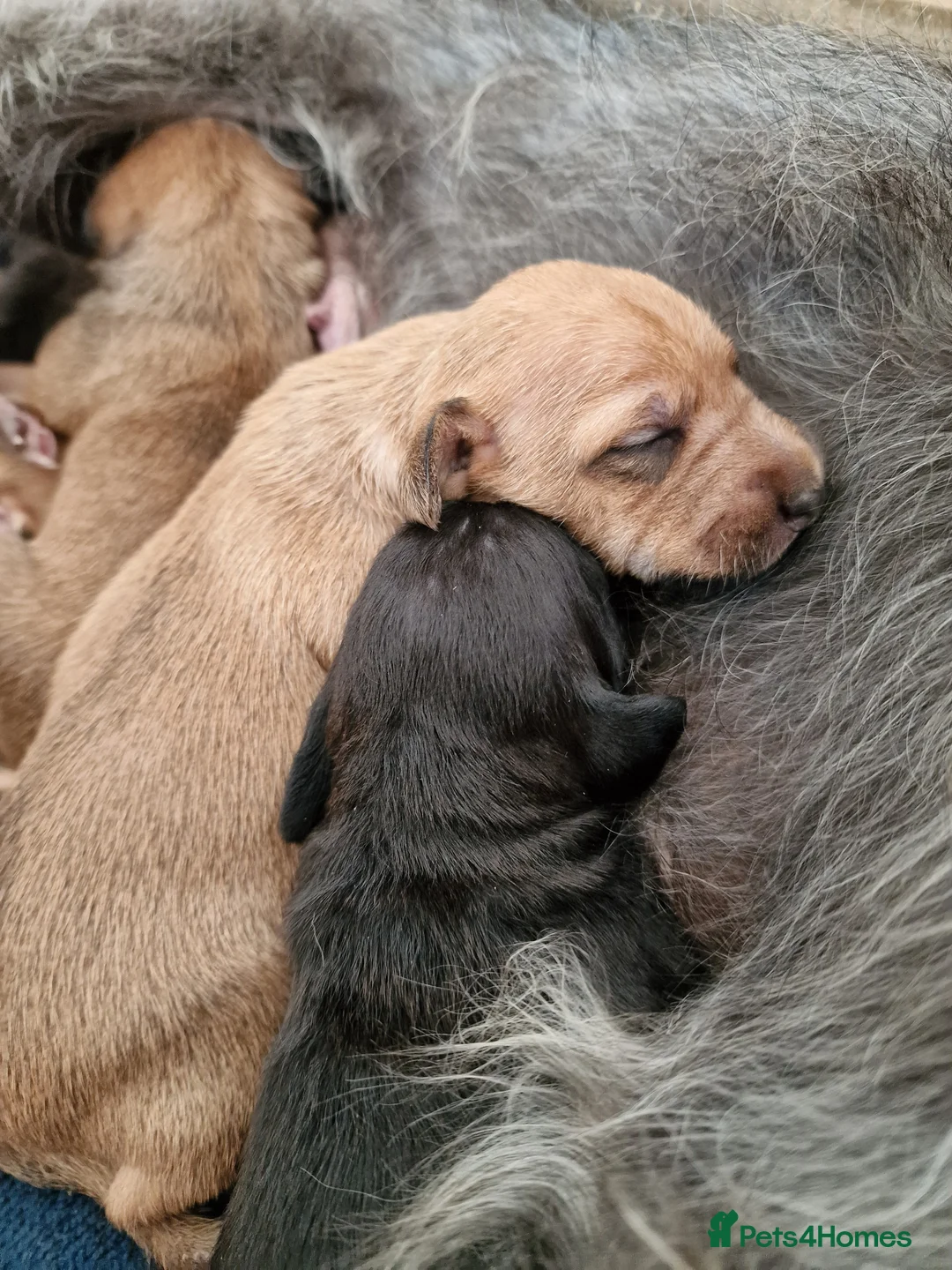 Mixed Breed dogs for sale: Italian Greyhound X Bedlington Whippet F1 - Advert 12