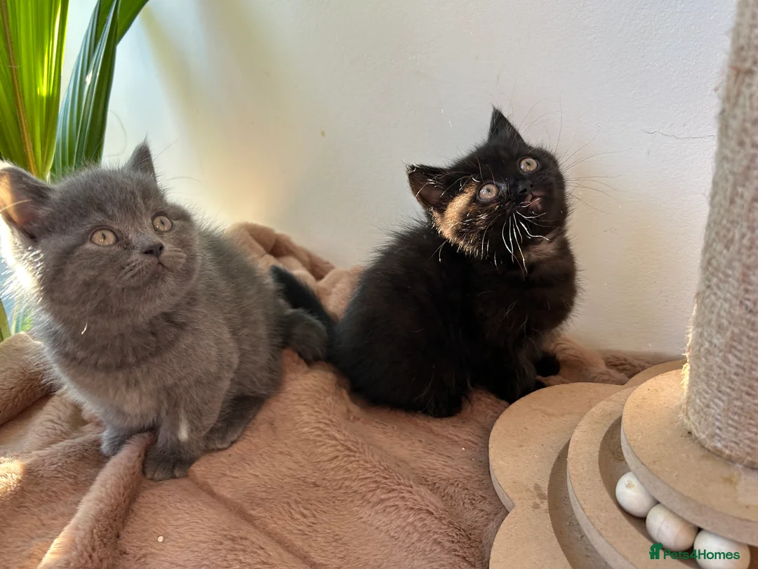 British Shorthair cats for sale: 2 female british shorthair kittens ready to go  - Advert 5