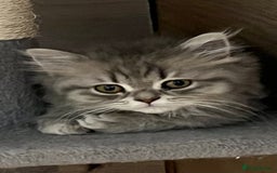 British Shorthair cats for sale: British shorthair x Persian  - Image 10