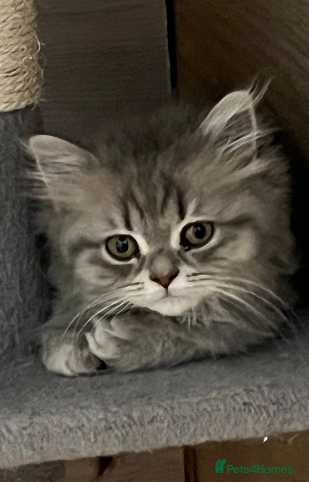 British Shorthair cats for sale: British shorthair x Persian  - Image 10