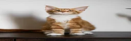 Maine Coon cats for sale: 5 Beautiful Russian Import Kittens TICA - Advert 15