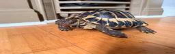 Tortoise reptiles for sale: male friendly tortoise - Advert 9