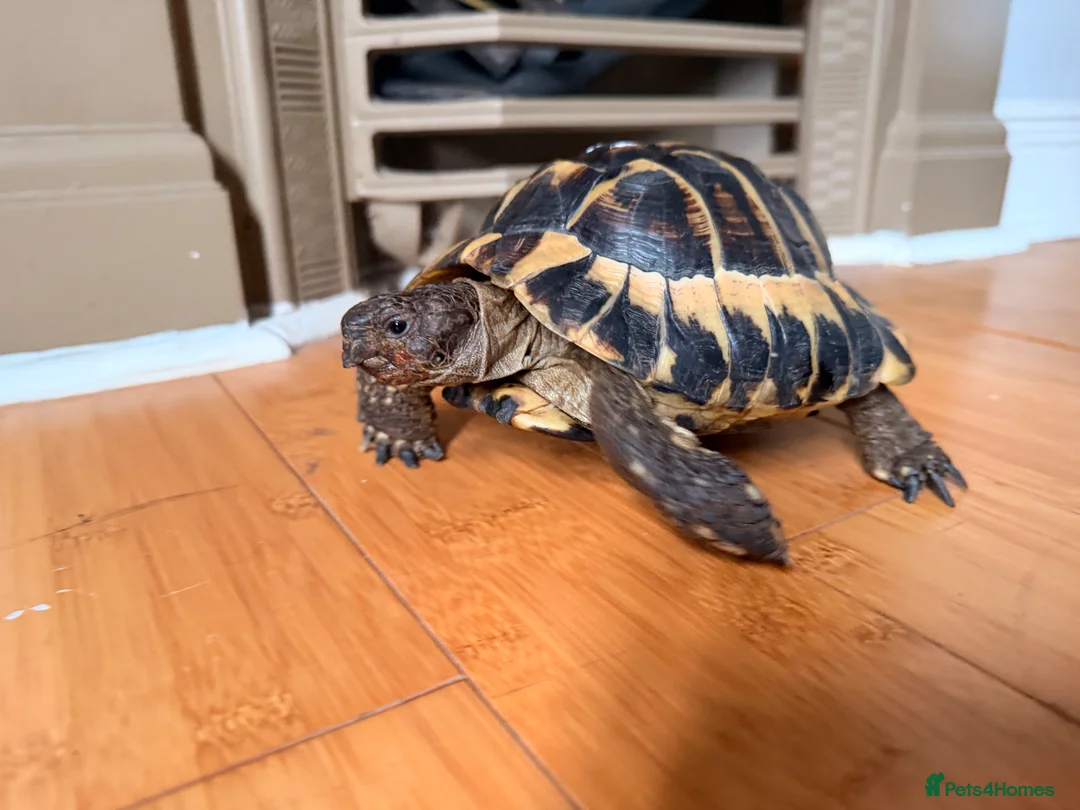 Tortoise reptiles for sale: male friendly tortoise - Advert 9