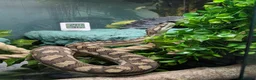 Snake reptiles for sale: Female Coastal x Irian Jaya carpet python - Advert 3