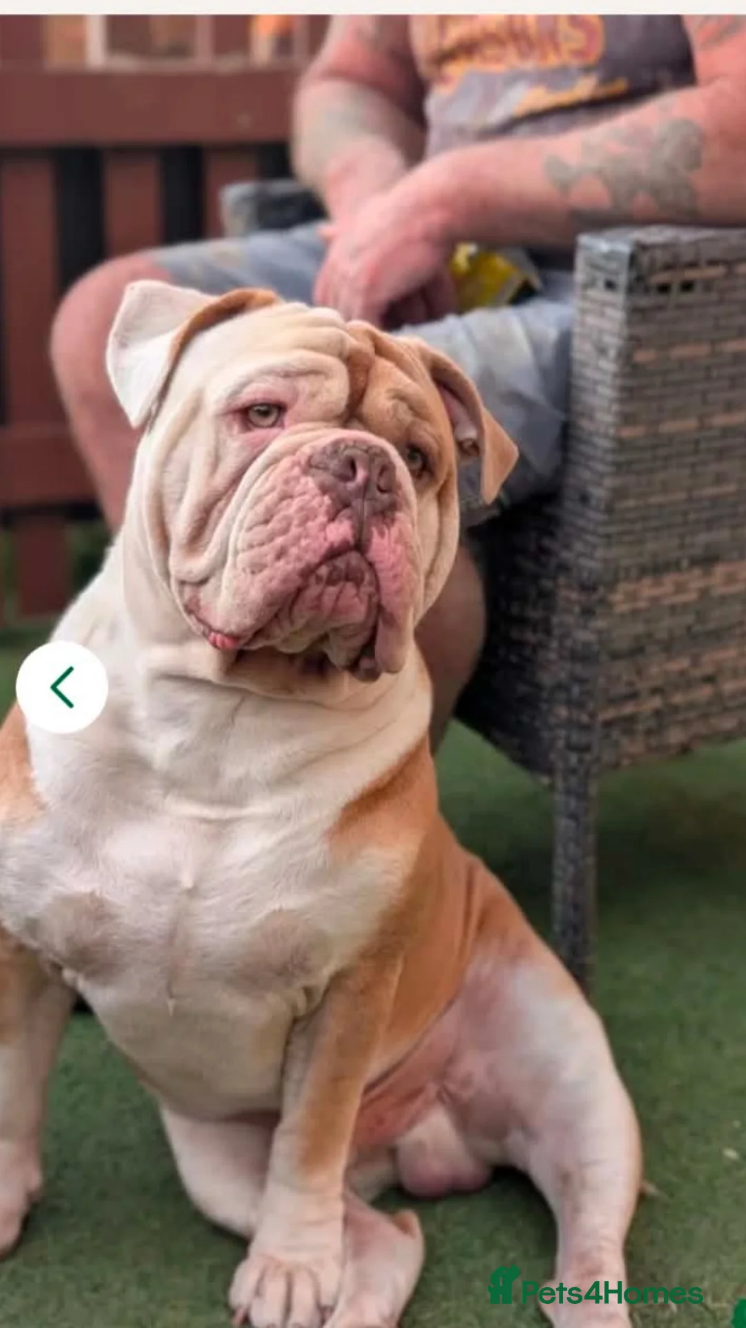 Dorset Olde Tyme Bulldogge dogs for sale: Old Tyne bulldog puppies in Dartford - Advert 6