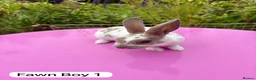Rex rabbits for sale: Mini Rex Rabbits Mixed Colours Very Friendly  - Advert 17