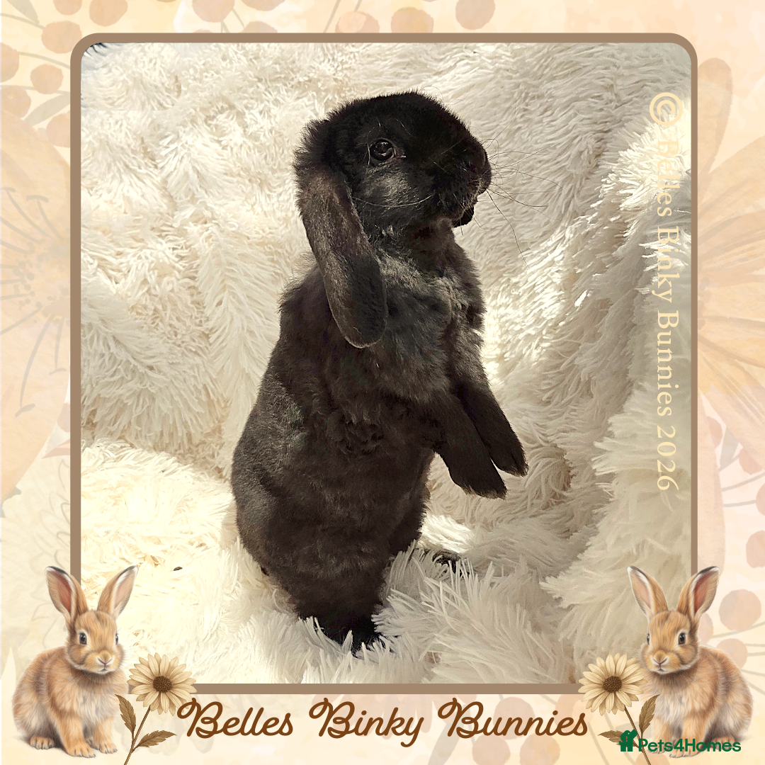 Mini Lop rabbits 🌼 Ready Sunday 🌼Purebred Baby Plush Boy 🌼  - Advert 2