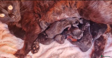 Mixed Breed cats - Advert 13