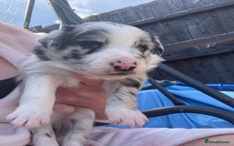 Border Collie dogs for sale: Fluffy long coat Blue merle border collie puppies - Image 10