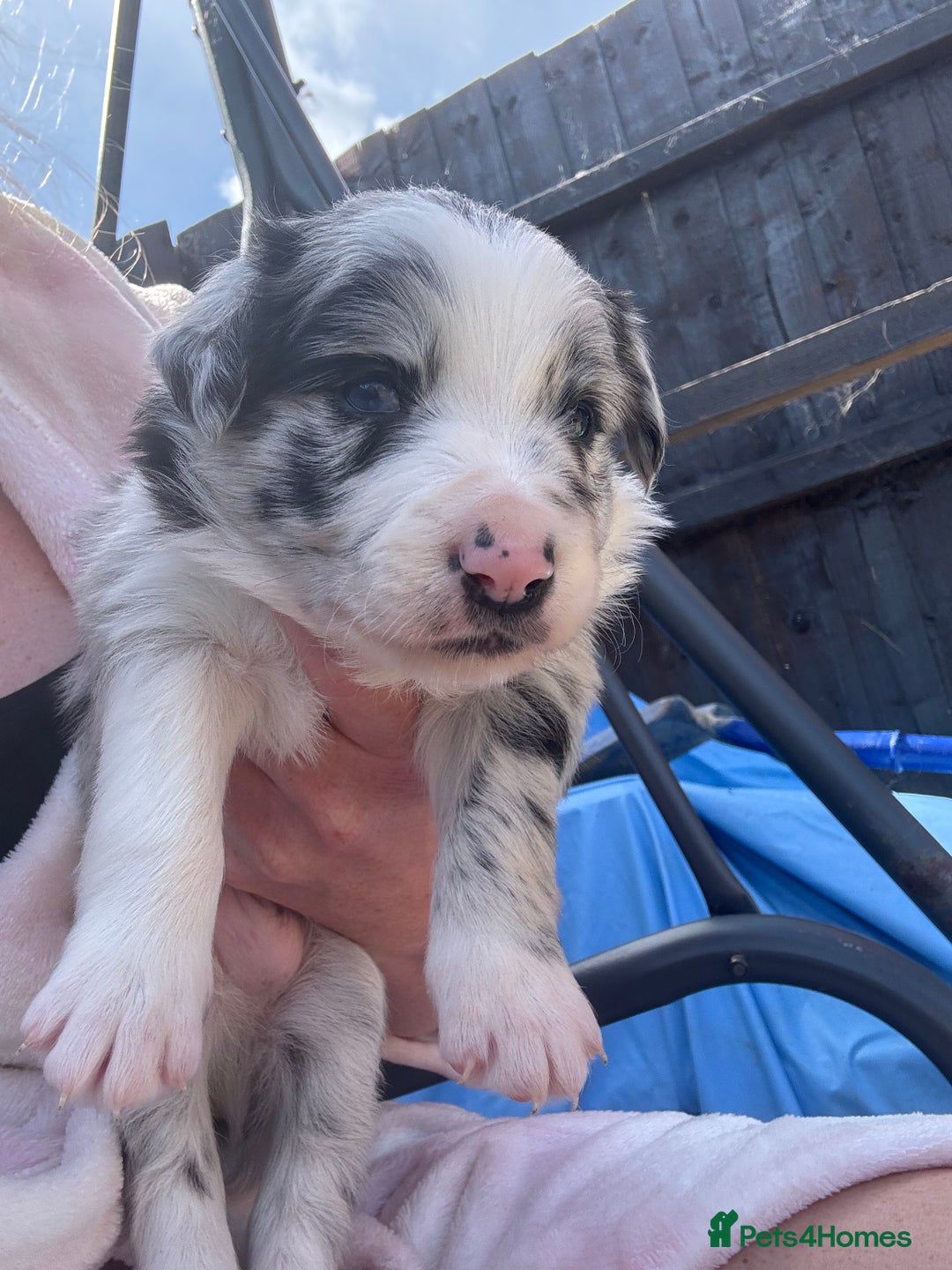 Border Collie dogs for sale: Fluffy long coat Blue merle border collie puppies - Image 10