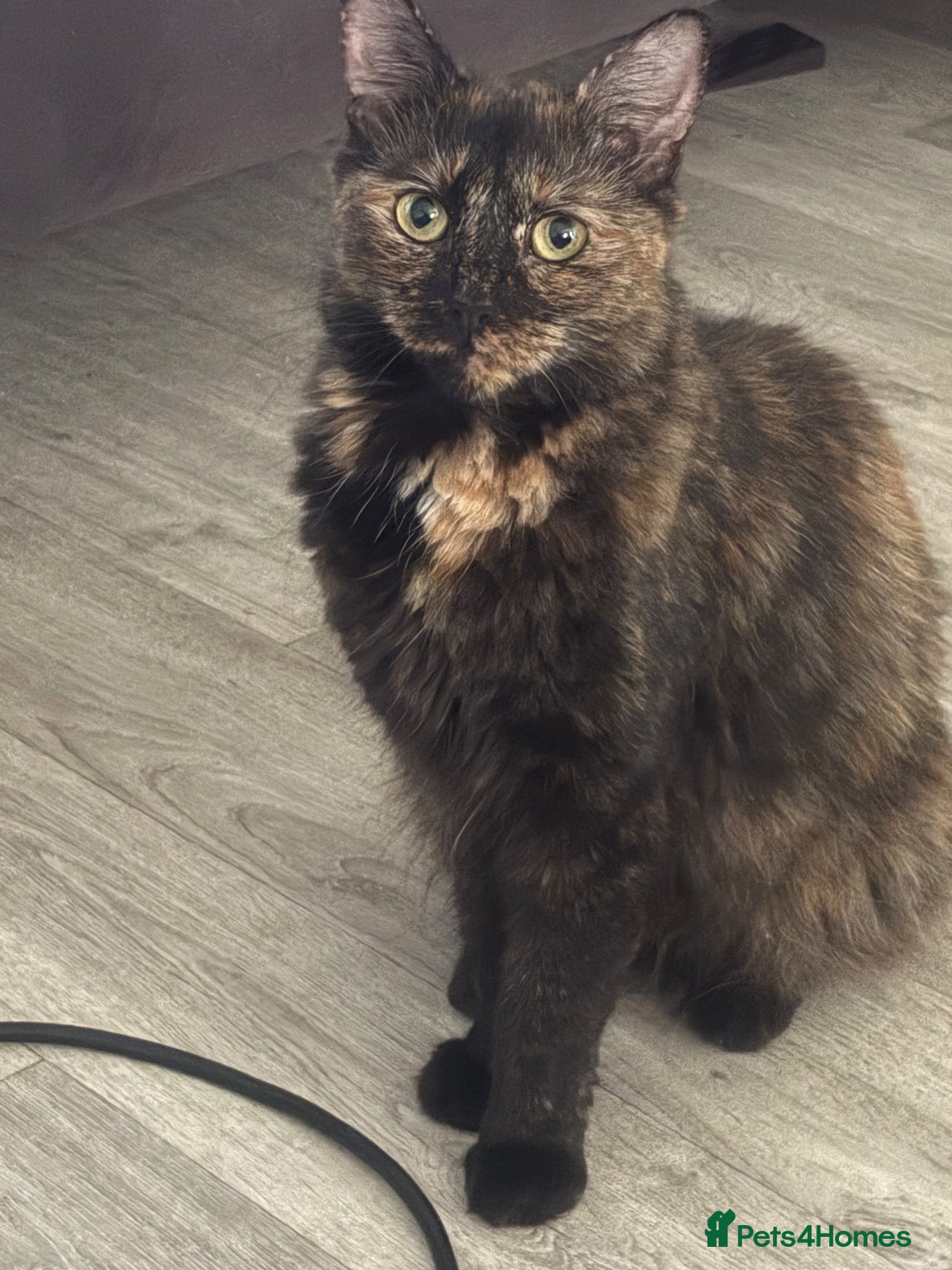 Mixed Breed cats Kittens for sale  - Advert 21