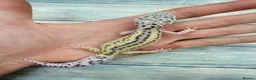 Leopard Gecko reptiles for sale: Reptile rack and breeding groups available  - Advert 11