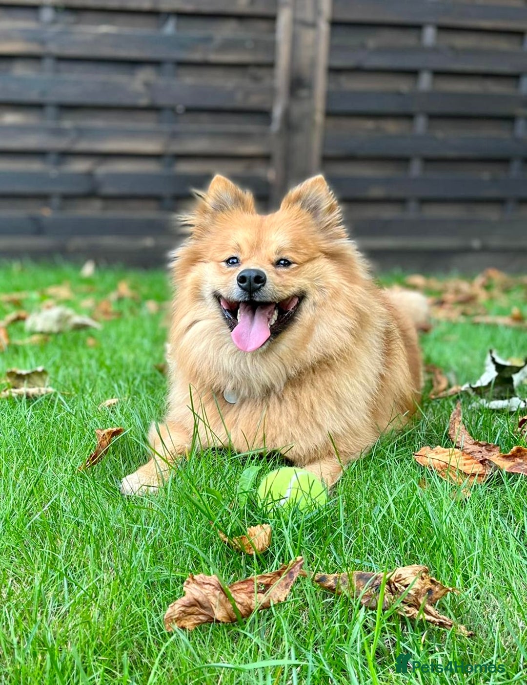 Mixed Breed dogs for sale: Playful 5-Year-Old Pomspitz Looking for a New Home - Image 1